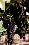 talampaya_el_gigante.jpg (14656 bytes)