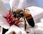 Busy Bee