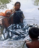 Harvesting fish in Bangladesh