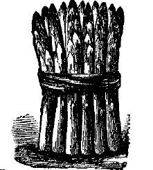 Asparagus Production