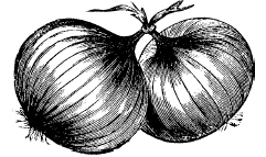 Onion Production