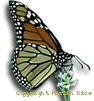 Monarch butterfly