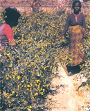 Shaking Pigeonpea Plants