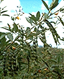 Pigeonpea, an Inexpensive, High-Protein Food