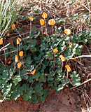 Wild peanut in natural environment