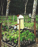 Nursery prepares for second stage of participatory program