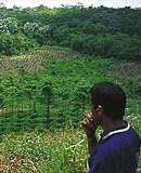 Crops mean steady income
